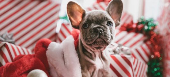 a puppy of a French bulldog in Christmas decorations