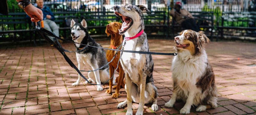 four dogs sitting on the ground in the park