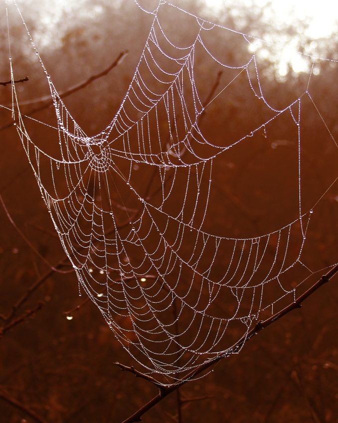 cobweb